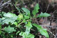 Solanum cinereum