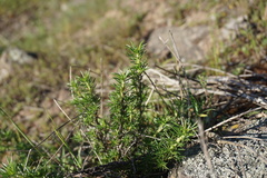 Margyricarpus pinnatus