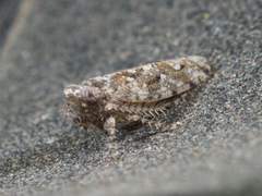Dixianus utahnus