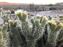 Cylindropuntia bigelovii ciribe
