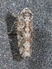 Dixianus utahnus