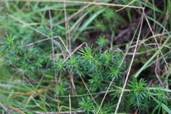 Margyricarpus pinnatus