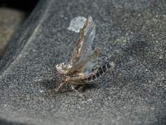 Dixianus utahnus