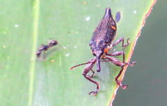 Rhinotia bidentata