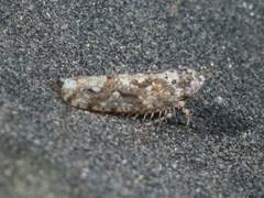 Dixianus utahnus