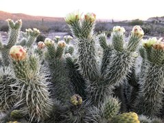 Cylindropuntia bigelovii ciribe