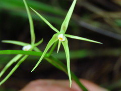 Prosthechea rhynchophora