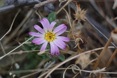 Noticastrum sericeum