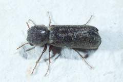 Amphicerus bicaudatus