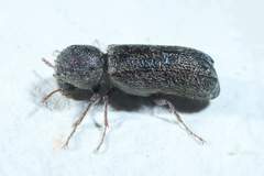 Amphicerus bicaudatus