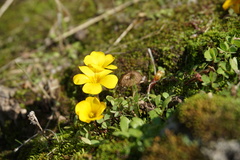 Oxalis perdicaria