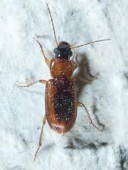Stenolophus dissimilis