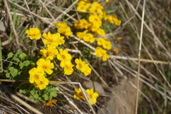 Oxalis perdicaria