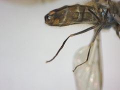 Meliscaeva auricollis