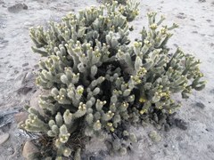 Cylindropuntia bigelovii ciribe