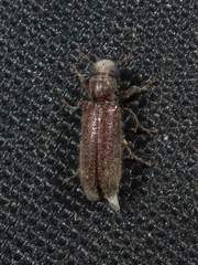 Melalgus plicatus