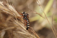 Scylaticodes chilensis