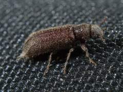 Melalgus plicatus