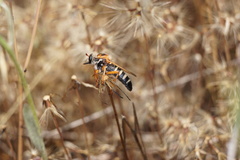 Scylaticodes chilensis