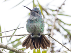 Chrysuronia oenone