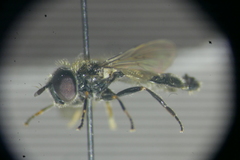 Pipizella viduata