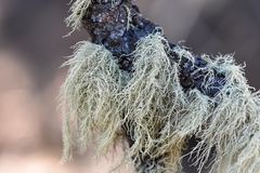 Usnea perplexans