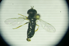 Paragus haemorrhous