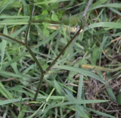 Ranunculus paludosus