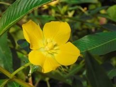 Ludwigia elegans