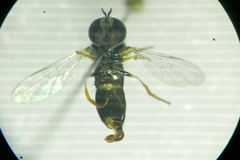 Paragus haemorrhous