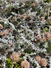 Plecostachys serpyllifolia