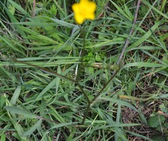 Ranunculus paludosus