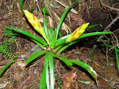 Tillandsia multicaulis