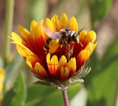 Svastra obliqua expurgata