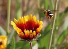 Svastra obliqua expurgata