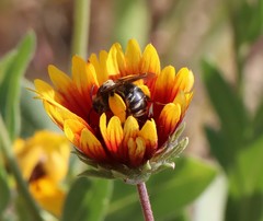 Svastra obliqua expurgata
