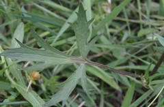 Ranunculus paludosus