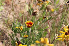 Svastra obliqua expurgata