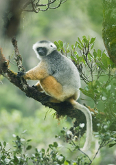 Propithecus diadema