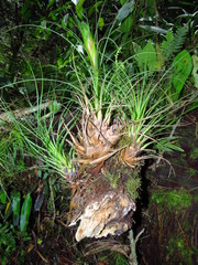 Tillandsia punctulata