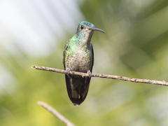 Chrysuronia oenone