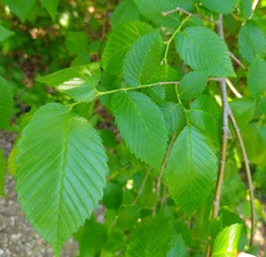 Ulmus americana