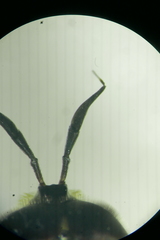 Callicera aenea