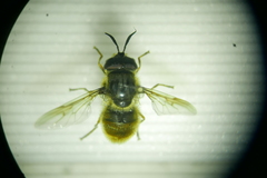 Callicera aenea