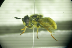 Callicera aenea