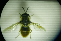 Callicera aenea