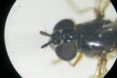 Platycheirus clypeatus