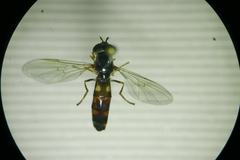 Platycheirus clypeatus