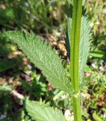 Verbena brasiliensis