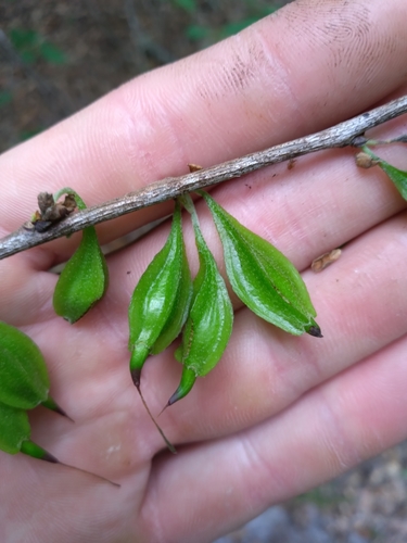 Image of Halesia carolina by (c) Scott Ward, some rights reserved (CC BY)